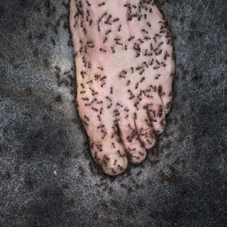 Der mit den Ameisen malt - Wie Maximilian Prüfer mit der Natur Kunst macht