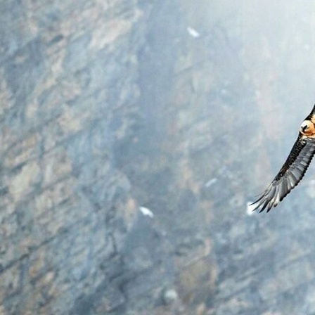 Ein Bartgeier, der durch die Alpen fliegt