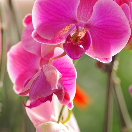 Rosa blühende Phalaenopsis