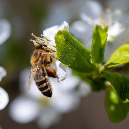 Biene sammelt Nektar an einer Obstbaumblüte