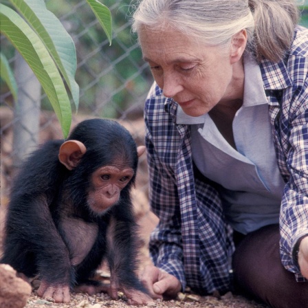 Jane Goodall - Primatologin und Botschafterin des Friedens