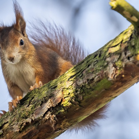 Die Tierdocs: Eichhörnchen gibt komische Laute von sich