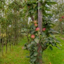 Apfelbäume auf einer Apfelplantage