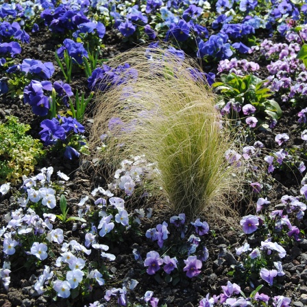 Federgras in Beet mit blau, lila und hellblau blühenden Stiefmütterchen 