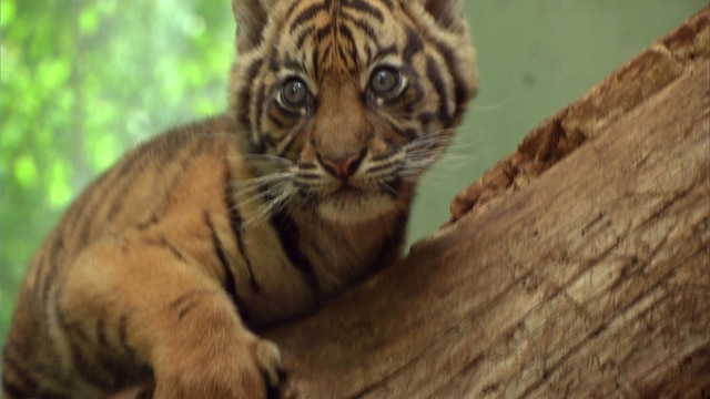 Tigerbaby Berani