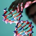 Modell einer DNA-Doppelhelix