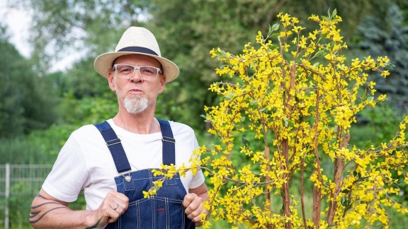 Wissen Vor Acht - Natur - Der Alte Mann Und Die Forsythie!