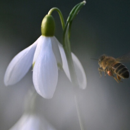 Eine Biene nähert sich einer Blüte