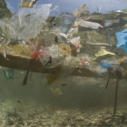 Unterwasseraufnahme: Plastikmüll im Pazifischen Ozean vor der Küste der Philippinen