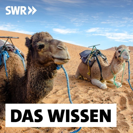 Zwei Dromedare in Marokko in der Wüste Sahara: Dromedare in Marokko in der Wüste Sahara: Dromedare und Kamele sind Lastentiere, Woll-, Fleisch- und Milchlieferanten. Und Kameliden sind tief verwurzelt in Kultur und Alltag nomadischer Völker.