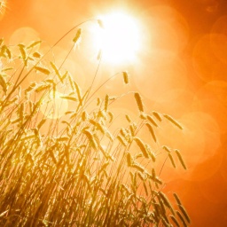 Reifes Getreide auf einem Feld von unten gegen die Sonne fotografiert, die an einem orangenen Himmel scheint.