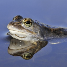 Der Frosch auf dem Laufsteg - Was bringt der Titel "Tier des Jahres"?