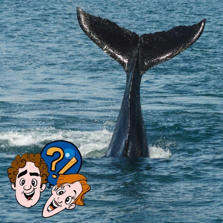 Können Wale pupsen?