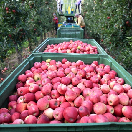 Erntehelfer pflücken in einer Apfelplantage Äpfel der Sorte Gala, während der Ernte-Traktor mit den Obstkisten auf den Anhängern durch die Reihen fährt.