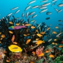 Das bunte Korallenriff Ari Atoll im Indischen Ozean.