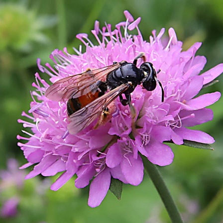 Sphecodes ephippius / Gewöhnliche Blutbiene Blutbienen Hymenoptera Hautflügler Biodiversität