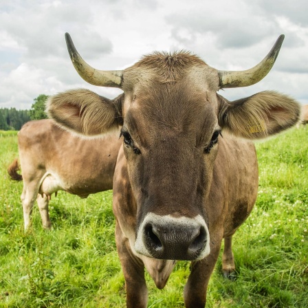 Kuh mit Hörnern auf der Weide: Tierschützer halten es für unnötige Qual, wenn Kühen die Hörner entfernt werden
