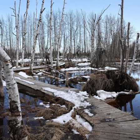 Ein Weg aus Holzbohlen führt durch einen abgestorbenen Birkenwald, die Bäume stehen im Wasser.