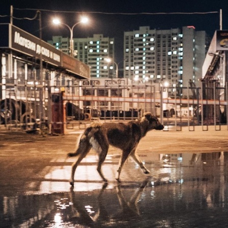 Szene aus dem Film "Space Dogs": Ein Straßenhund steht nachts in Moskau, im Hintergrund Läden und Hochhäuser