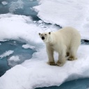 Eisschmelze - Verlorene Lebensräume für viele Tiere