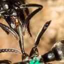 Eine Matabele-Ameise versorgt die Wunde einer Artgenossin, der im Kampf ein Bein abgebissen wurde.