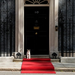 Eine Katze sitzt vor der Haustür - Downing Street 10