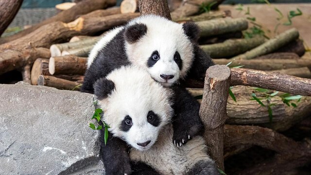 Die Pandazwillinge Pit (vorne) und Paule (hinten)