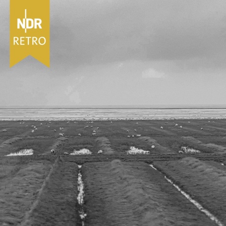 Blick aus dem Autozug vom Hindenburgdamm auf den Friedrich-Wilhelm-Lübke-Koog mit Schafen in Nordfriesland