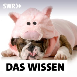 Hund liegt unter einem rosa Schweinekostüm aus Plüsch: Zu viel Chips und Schokolode, zu wenig Sport, ziellos im Internet surfen: Zahllose Ratgeber wollen uns helfen, schlechte Gewohnheiten loszuwerden, aber der innere Schweinehund steht uns im Weg. Warum?