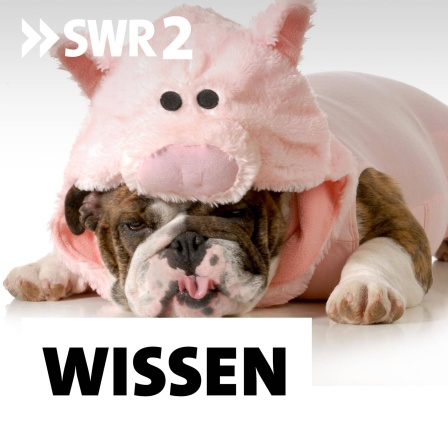 Hund liegt unter einem rosa Schweinekostüm aus Plüsch: Zu viel Chips und Schokolode, zu wenig Sport, ziellos im Internet surfen: Zahllose Ratgeber wollen uns helfen, schlechte Gewohnheiten loszuwerden, aber der innere Schweinehund steht uns im Weg. Warum?