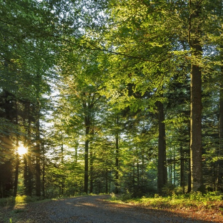 Lichtdurchfluteter Wald im Schwarzwald