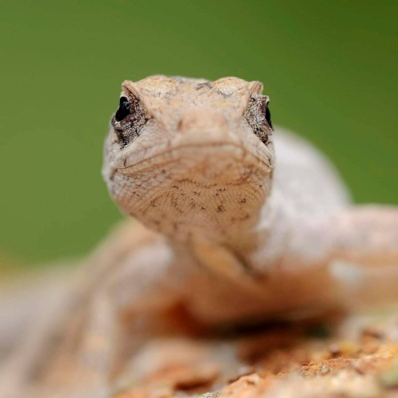 Die Tierdocs: Gecko fällt von der Wand