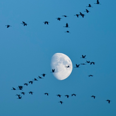 Zugvögel fliegen vor dem Mond am Himmel entlang.