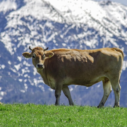 Die Kuh - Das heimliche Wappentier Bayerns