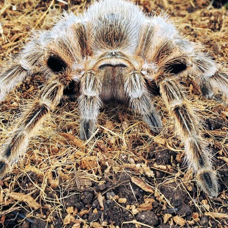 Vogelspinne
