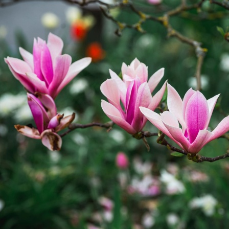 Rosa Magnolienblüten an einem Ast: Wenn Magnolien von Efeu überwuchert werden, sollte man den Efeu, der zum &#034;Würger&#034; werden kann, entfernen.