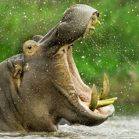 Ein Flußpferd reißt sein Maul auf (imago images / Nature Picture Library)