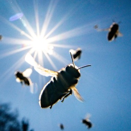 Bienen fliegen bei strahlendem Sonnenschein zu ihrem Stock.