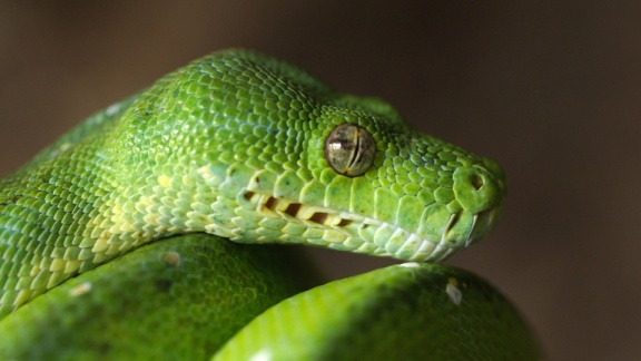 Zoogeschichten - Streicheln Des Python Auf Dem Programm
