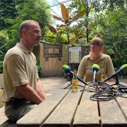 Drei Menschen zeichnen an einem Tisch in Gondwanaland sitzend einen Podcast auf.