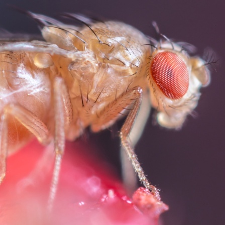 Eine Fruchtfliege in Nahaufnahme auf einer Weintraube