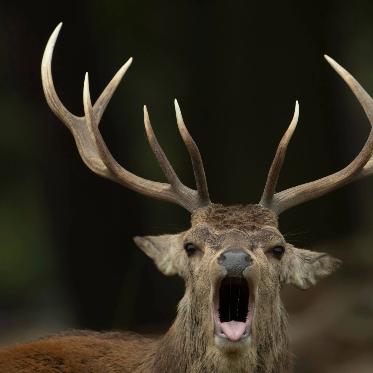 Die Maus zum Hören · · Podcast in der ARD Audiothek