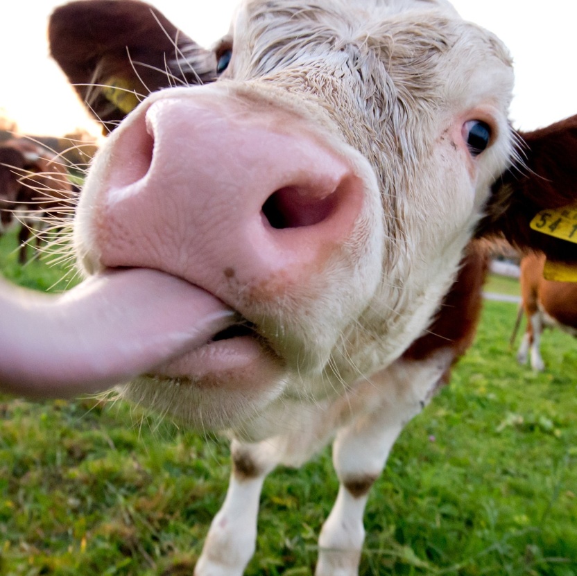 Cover: Die Tierdocs: Schlaue Kuh auf Eis