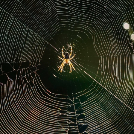 Die Tierdocs: Spinne versteckt sich im Bad