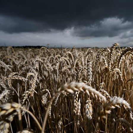 Dunkle Wolken sind am Himmel über einem Weizenfeld zu sehen.