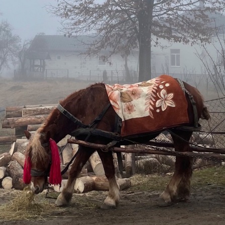 Ein Pferd auf einer kahlen Wiese neben einem Haufen mit Holzscheiden.