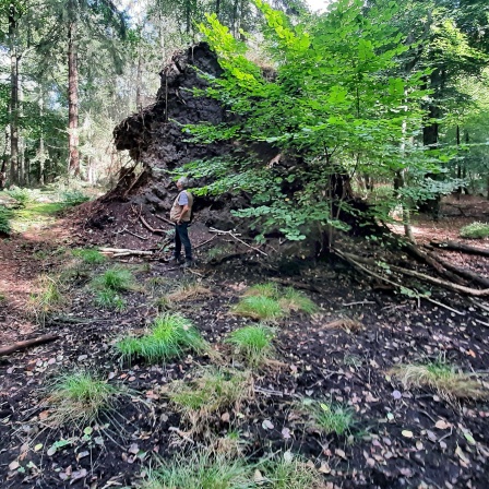Wurzelteller einer umgestuerzten Rotbuche im Laubwald