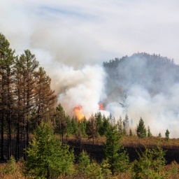 Waldbrand