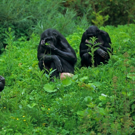 Drei Bonobos sitzen auf einer Wiese