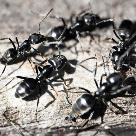 An der Verschalung eines Hochbeets krabbeln Ameisen. Die badische Gemeinde Schutterwald bei Offenburg wird derzeit von einer Ameisenplage heim gesucht. Große Mengen der als invasiv geltenden Ameisenart Tapinoma magnum ziehen durch das gesamte Örtchen.
